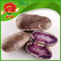 Süße lila Kartoffel